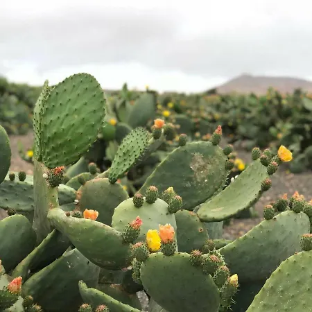 Country house Eco Dome Experience Lanzarote